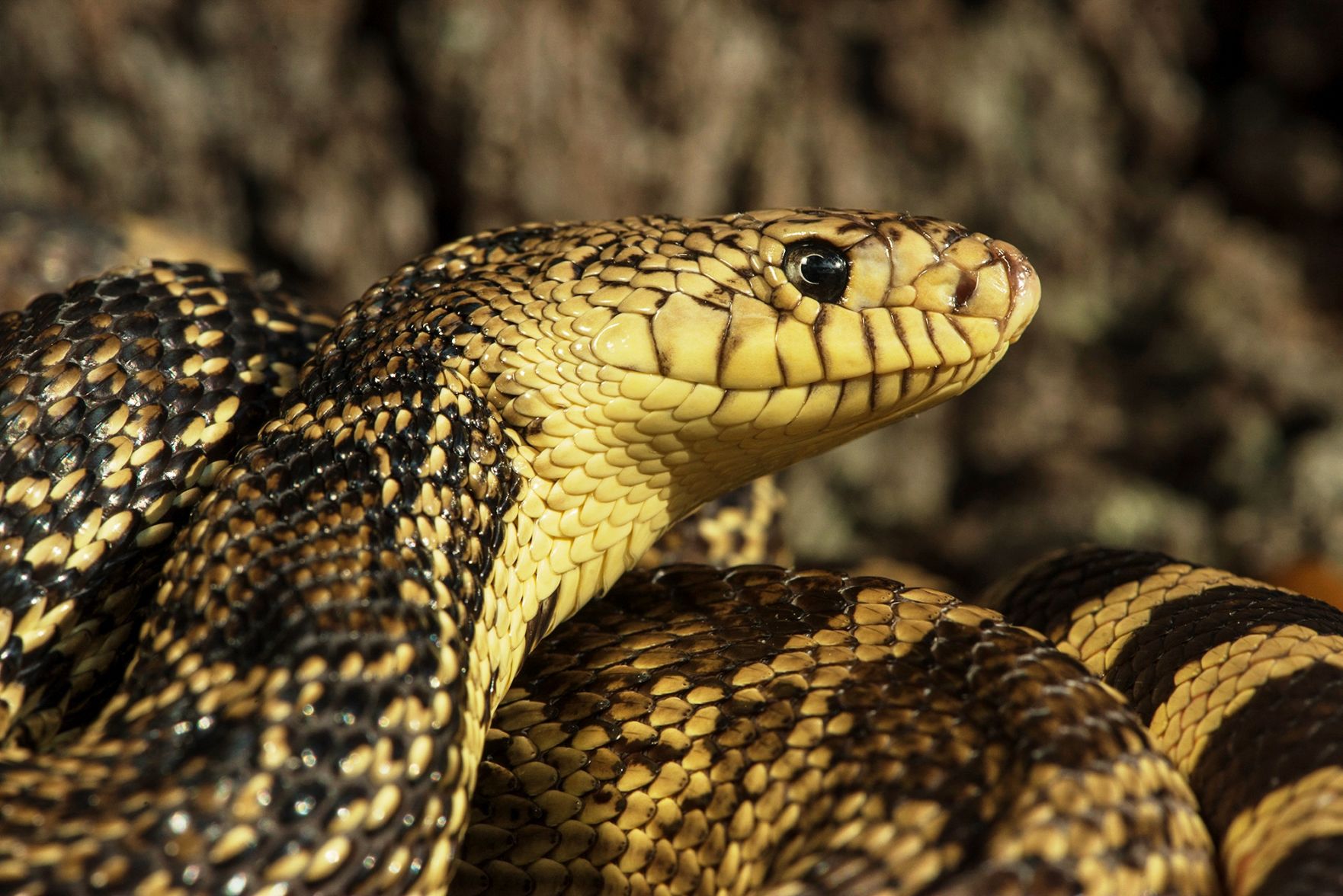 Louisiana Pine Snake
